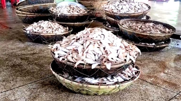 পটুয়াখালীর জেলেদের জালে বিপুল সামুদ্রিক মাছ
