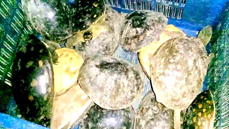 পটুয়াখালীতে ২১টি সুন্ধী কাছিম উদ্ধার