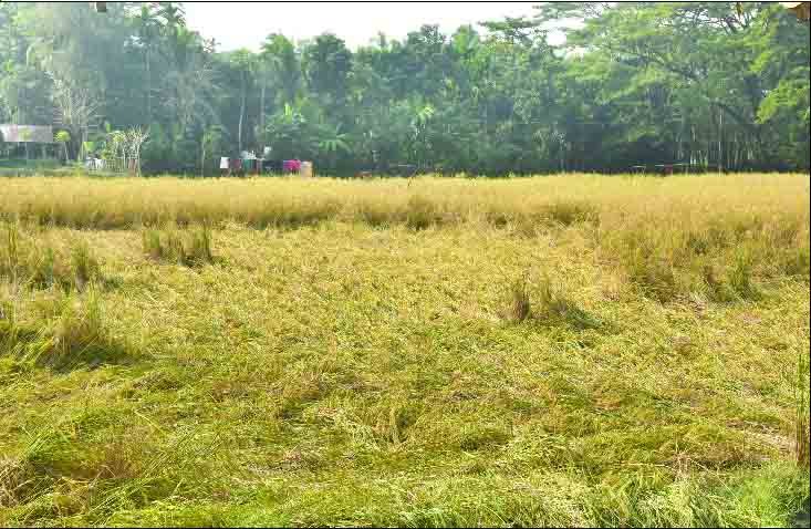 দক্ষিণাঞ্চলে ধানের লুটিয়ে পড়ায় নিরাশ কৃষি যোদ্ধারা
