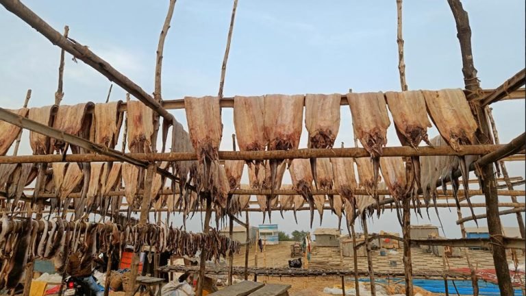 বিলুপ্তির পথে কুয়াকাটার ঐতিহ্যবাহী শুঁটকি