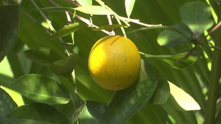 বরিশালে বর্ষা মৌসুম শেষ হবার আগেই ওই নার্সারীতে মালটার চারা শেষ হয়ে যায়।