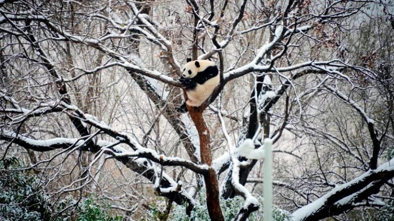 ইতিহাসের তীব্র ঠান্ডায় জবুথবু চীন