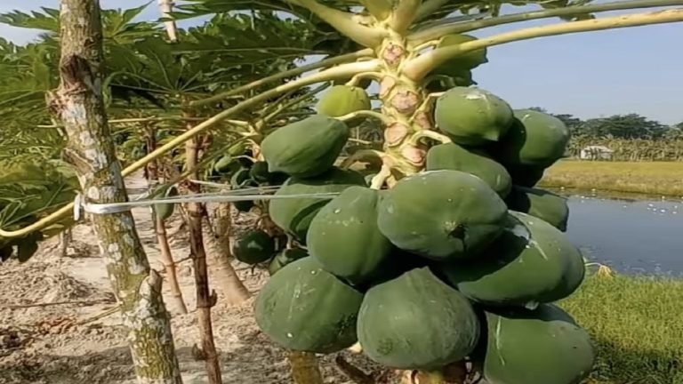 বরগুনায় পতিত জমিতে পেঁপে চাষে সাফল্য