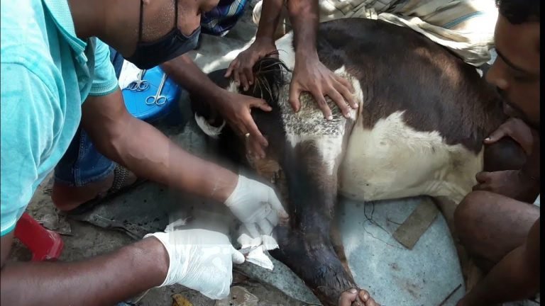 বাগানে ঢোকায় গরুর পায়ের রগ কেটে দিলো বাগান মালিক