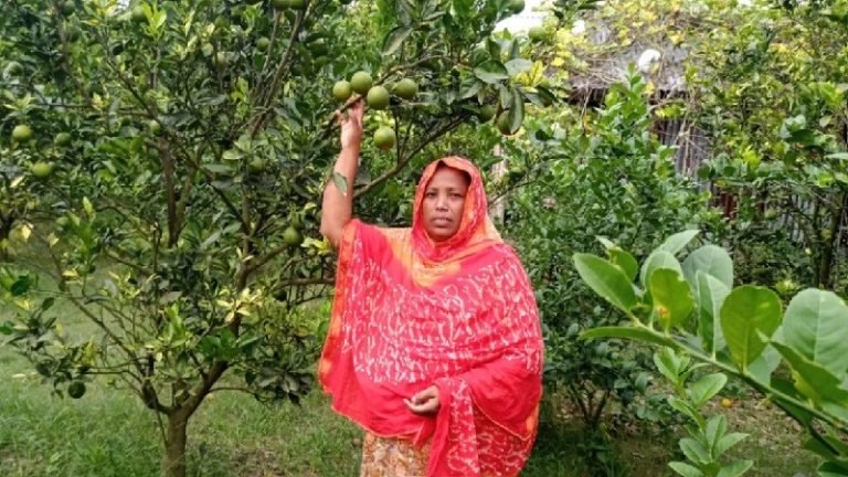 মাল্টা চাষে প্রবাসীর স্ত্রীর বাজিমাত