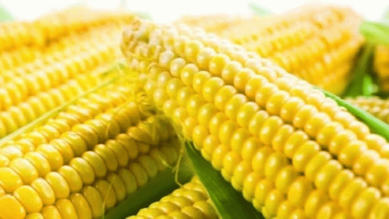 শীতে ভুট্টা কেন খাবেন