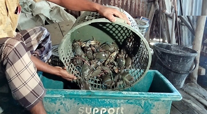 ভোলার কাঁকড়া যাচ্ছে বিদেশে, বিকল্প কর্মসংস্থানে খুশি জেলেরা