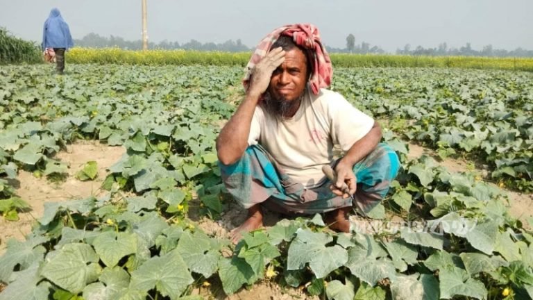 বরিশালে ভেজাল সারে কৃষকের সর্বনাশ!