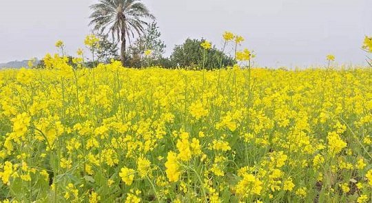 তালতলীতে সরিষা চাষে কৃষকদের সাফল্য