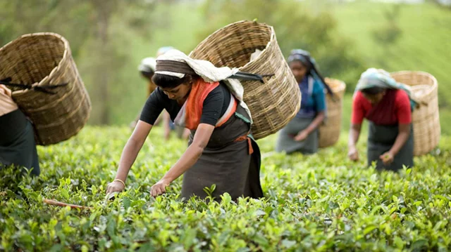 ১৭০ বছরের ইতিহাসে সর্বোচ্চ রেকর্ড ১০ কোটি ২৯ লাখ কেজি চা উৎপাদন