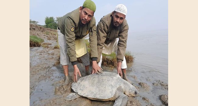 ভোলার মনপুরায় বিরল প্রজাতির কচ্ছপ উদ্ধার