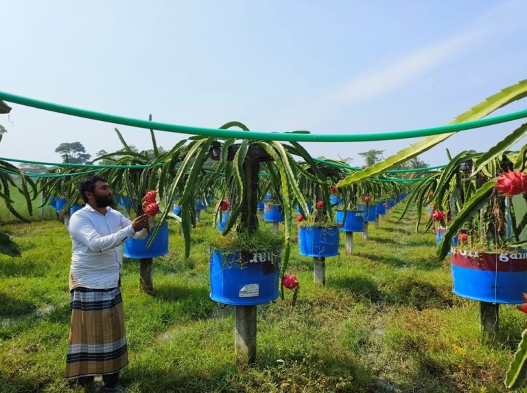 বিষমুক্ত ড্রাগন চাষে স্বাবলম্ভী আমতলীর ইলিয়াস