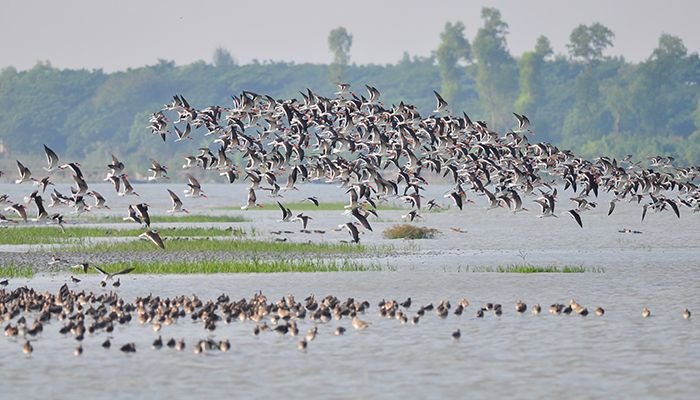 ভোলায় দিন দিন কমছে পরিযায়ী পাখির সংখ্যা