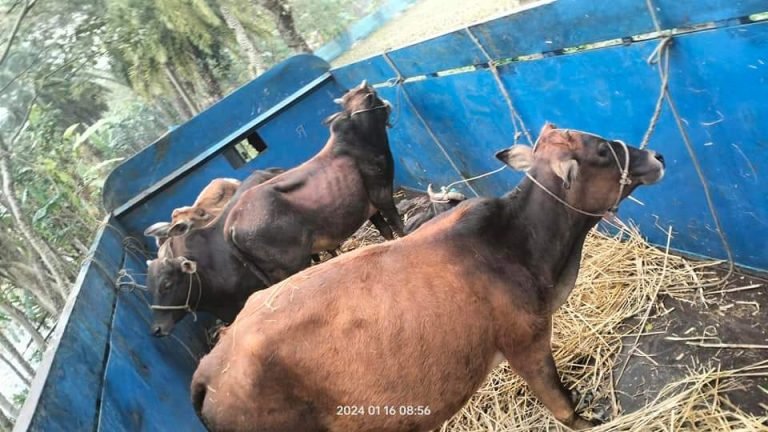 দুমকীতে চোরাই গরুসহ ট্রাক আটক