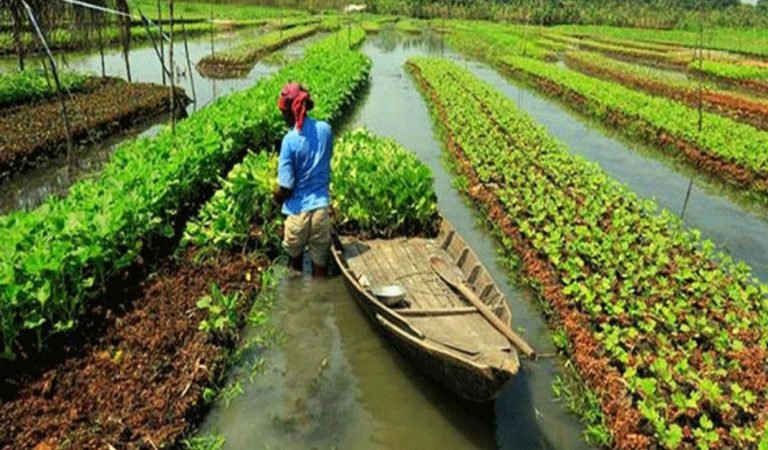 শীতে বিপর্যয়ের মুখে দক্ষিণাঞ্চলের কৃষক ও কৃষি অর্থনীতি