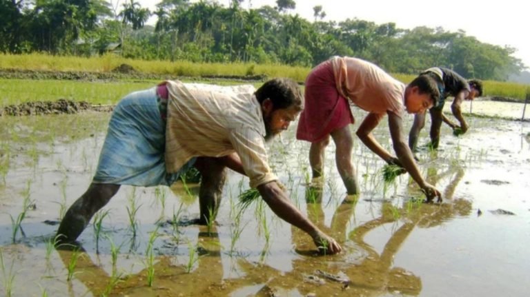 বরিশালে আগাম ইরি-বোরো চাষে ব্যস্ত কৃষকরা