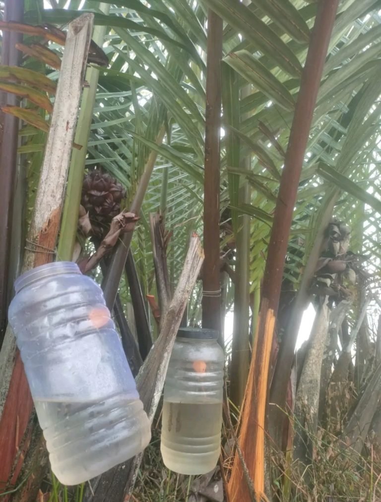 পটুয়াখালীতে গোলের রসে তৈরি হচ্ছে গুড়