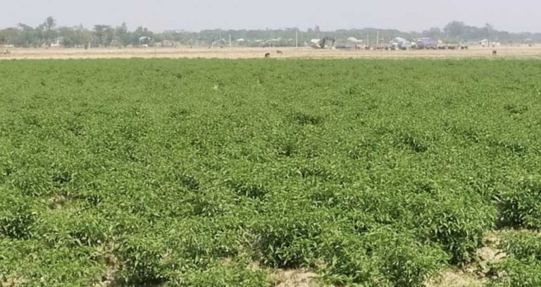 মরিচ চাষে ব্যস্ত পটুয়াখালীর উপকূলের কৃষকরা
