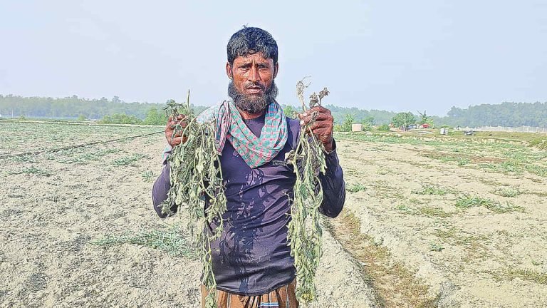 পটুয়াখালীতে তরমুজ চাষে অজানা রোগ