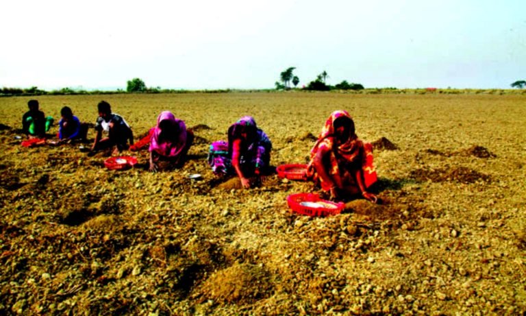 বীজ ও সার-ওষুধের দামে বিপাকে তরমুজ চাষিরা