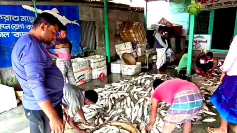 জেলের জালে ৯২ মণ ইলিশ, ২০ লাখে বিক্রি 