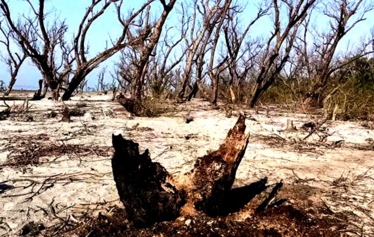 কুয়াকাটায় উজাড় হচ্ছে গঙ্গামতি সংরক্ষিত বনাঞ্চলের গাছ