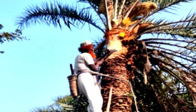 খেজুর রসে লাভ কম, তবুও ঐতিহ্য ধরে রাখছে পটুয়াখালীর গাছিরা