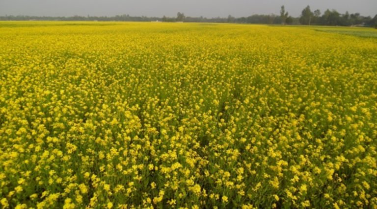 সরিষা ক্ষেতে হলুদ ফুলে দশমিনায় কৃষকের মুখে হাসি