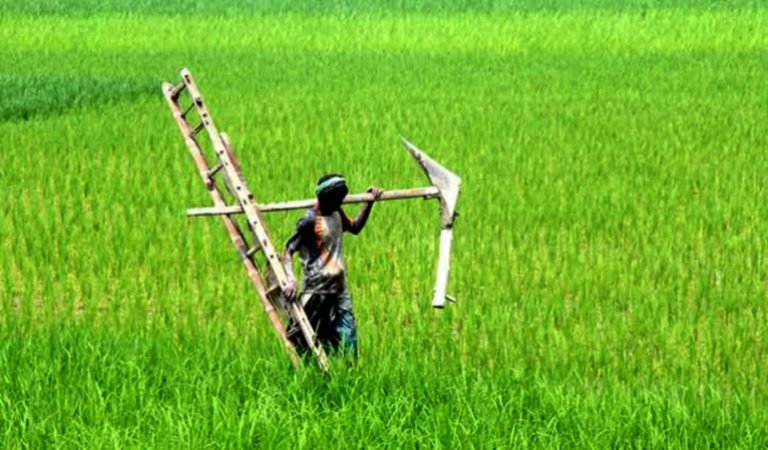 জলবায়ু পরিবর্তনের প্রভাব: পটুয়াখালীতে ১০ বছরে কৃষিকাজ ছেড়েছে ৪০ হাজার পরিবার