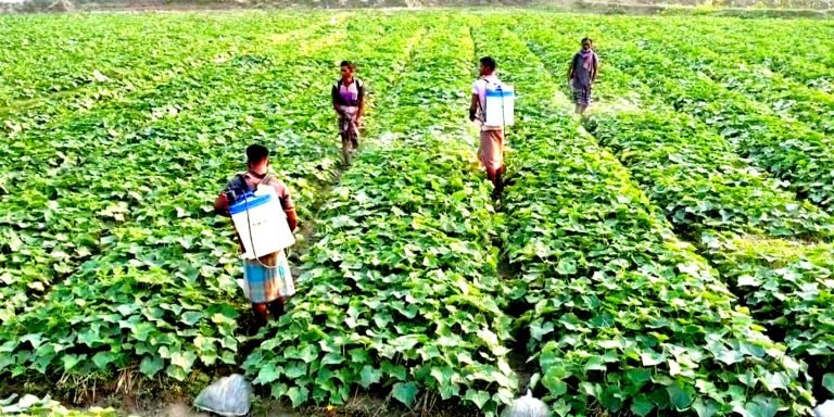 পটুয়াখালীতে বাড়ছে শসার বাণিজ্যিক চাষ