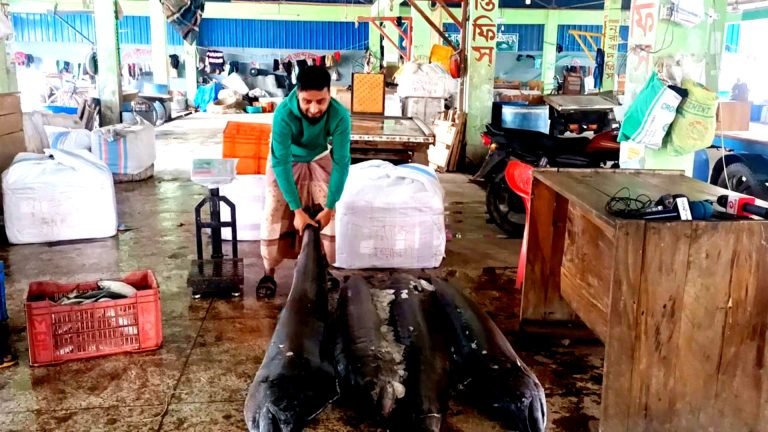 জেলের জালে ১৪০ কেজির পাখি মাছ, ২৫ হাজার টাকায় বিক্রি