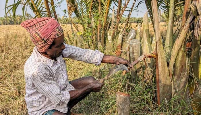 বরগুনায় নোনাজলে জন্ম তার ডগায় মিষ্টি রস