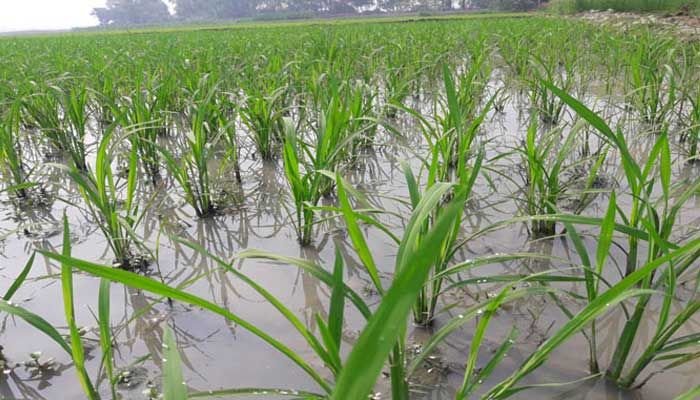 বরিশালে ২২ শতাংশ জমিতে বোরো আবাদ সম্পন্ন