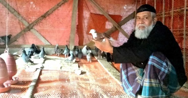 ভোলায় শখের কবুতরে মিটছে পরিবারের চাহিদা, হচ্ছে বাড়তি আয়