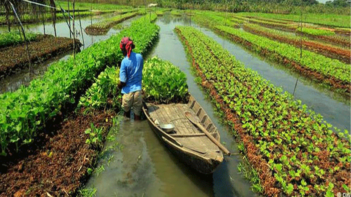 ২০০ বছরের ঐতিহ্য ভাসমান বেডে সবজি চাষে অনন্য বরিশাল
