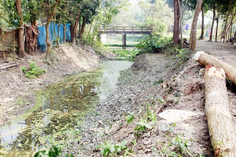বরিশালে সরকারি রাস্তার গাছ কেটে উজার