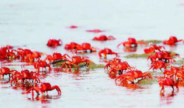 অপরূপ সৌন্দর্যের লীলাভূমি সোনার চর