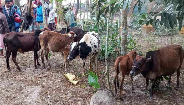 পটুয়াখালীতে ট্রাক জব্দ, উদ্ধার ৬ গরু হস্তান্তর