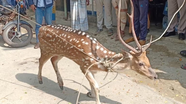 পাথরঘাটায় চিকিৎসা শেষে বনে অবমুক্ত সেই হরিণ
