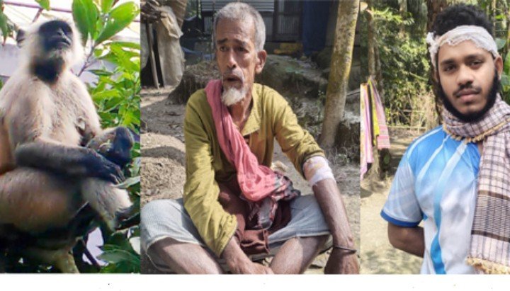 বরিশালে কালোমুখো হনুমানের কামড়ে আহত ৫