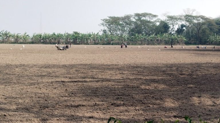 তীব্র শীতে বিপর্যস্ত বরিশালের ফসল উৎপাদন