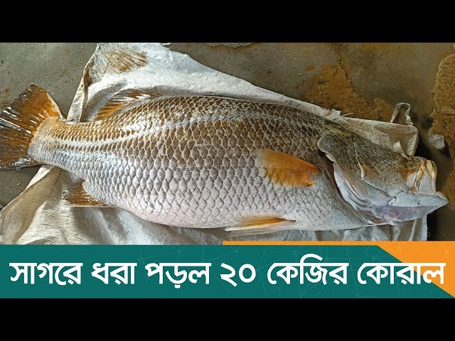 সাগরে ধরা পড়ল ২০ কেজির কোরাল, ২১ হাজার টাকায় বিক্রি