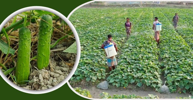 পটুয়াখালীতে ১৩৬ হেক্টর জমিতে শসা চাষ