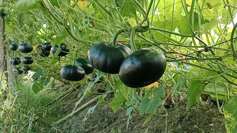মিষ্টি কুমড়া চাষে সফলতা বরিশালের