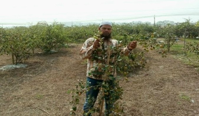 কলাপাড়ায় বরই চাষে মিজানের চমক