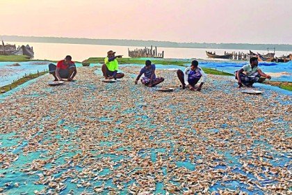 পটুয়াখালীতে ২২৫ কোটির শুঁটকির বাজার