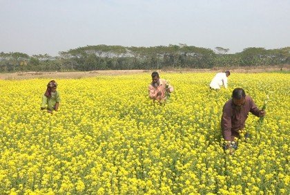 বরিশালে সরিষার বাম্পার ফলন, লাভের আশা কৃষকের
