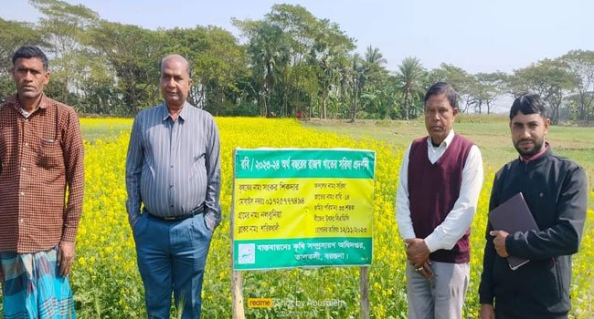 বরগুনায় কৃষকদের মাঝে সরিষা চাষে আগ্রহ বাড়ছে