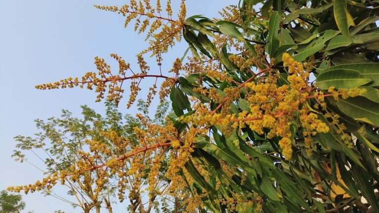 বরিশালের উপকূলে আমের মুকুলে সৌরভ ছড়াচ্ছে