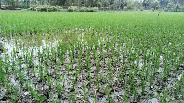 বরিশালে ইদুর মারার বৈদ্যুতিক ফাঁদে  কৃষকের মৃত্যু